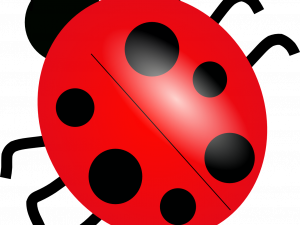 Ladybug PNG Picture