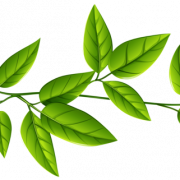 Leaves Free Download PNG
