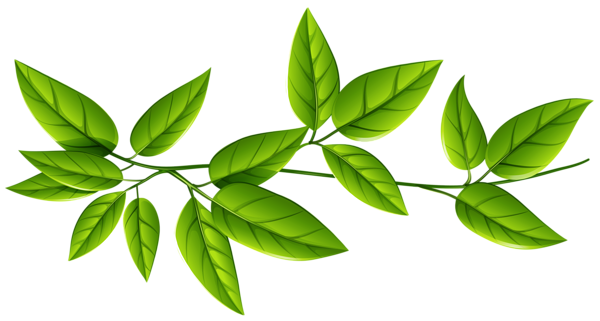 Leaves Free Download PNG