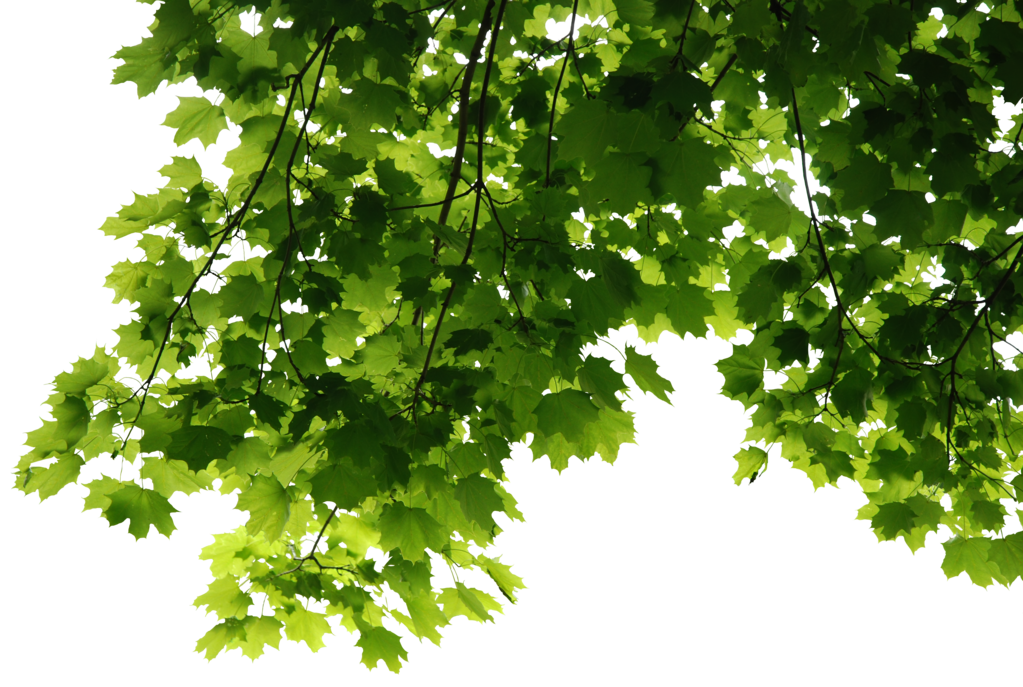 Leaves PNG File