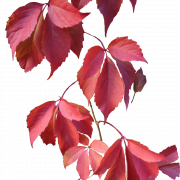 Leaves PNG Image