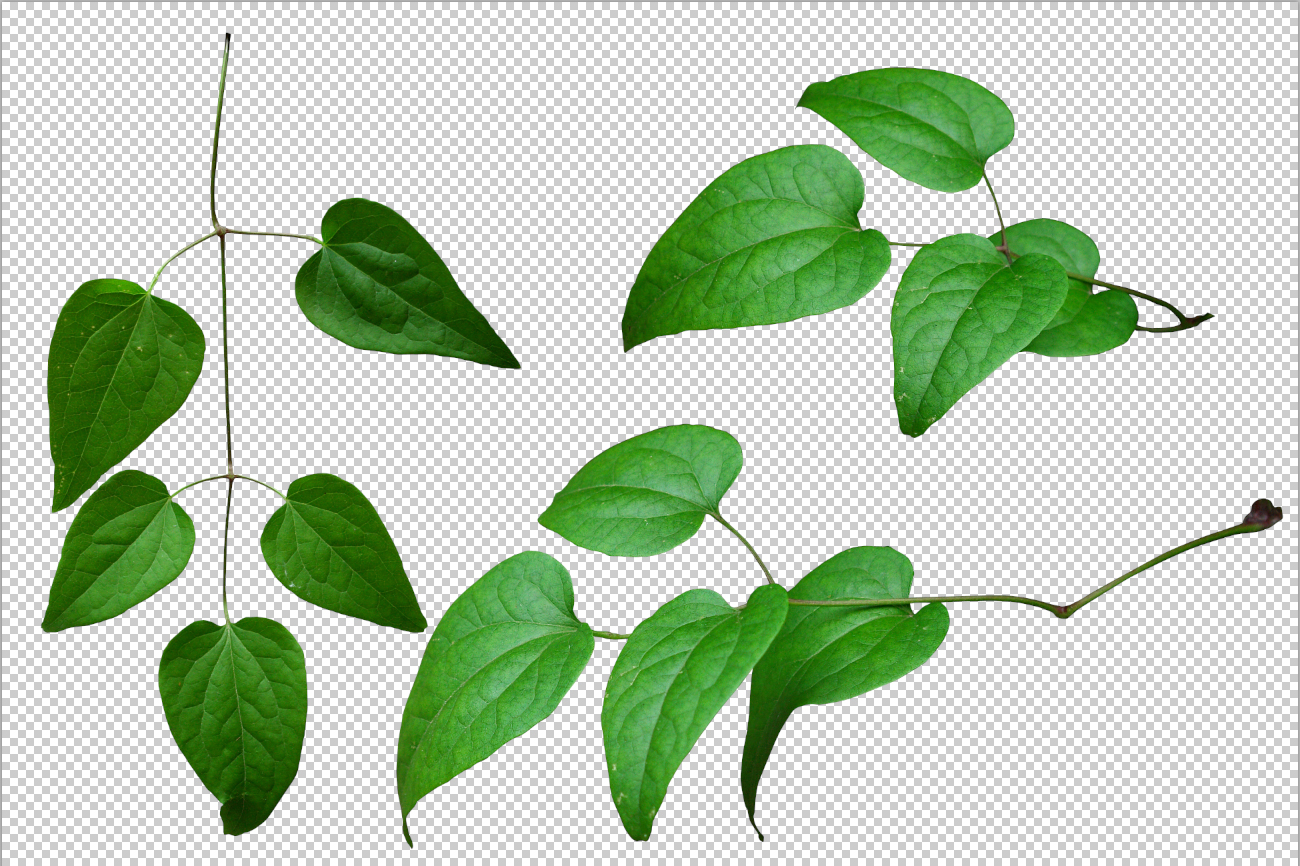 Leaves PNG Pic