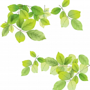 Leaves PNG Picture