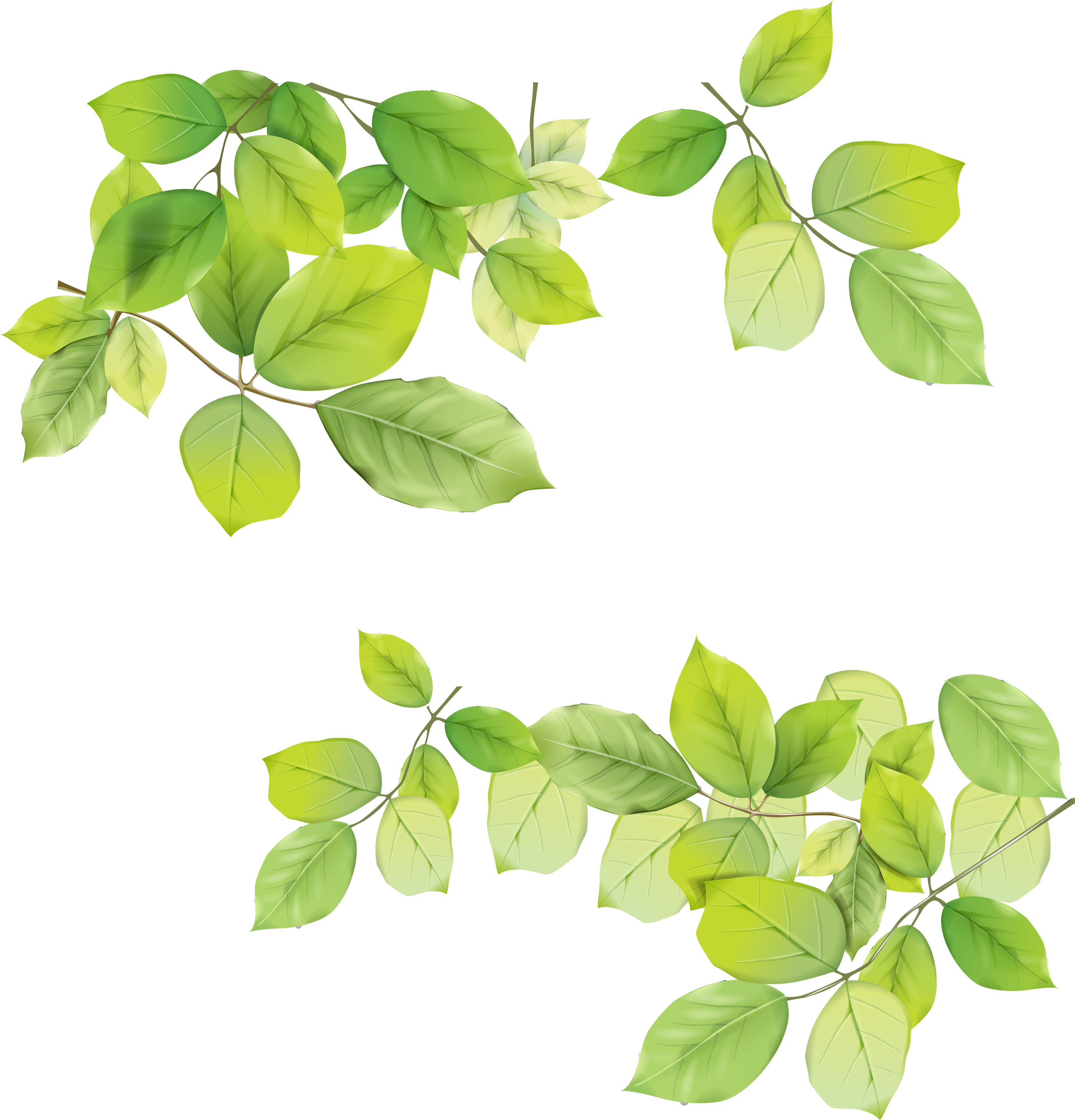 Leaves PNG Picture