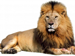 Lion PNG Clipart
