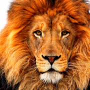 Lion PNG Clipart Background