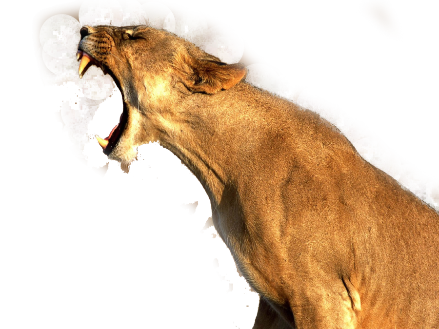 Lion PNG File Download Free