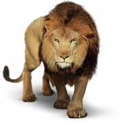 Lion PNG HD -kwaliteit
