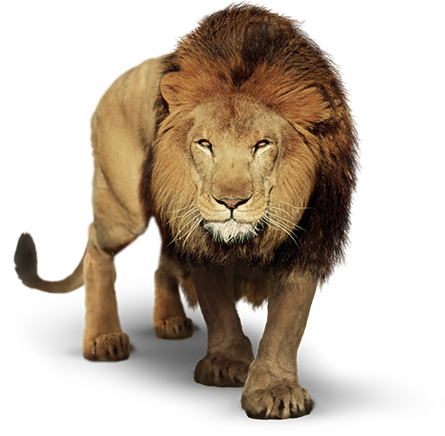 Lion PNG HD Quality