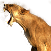 Lion PNG -afbeelding