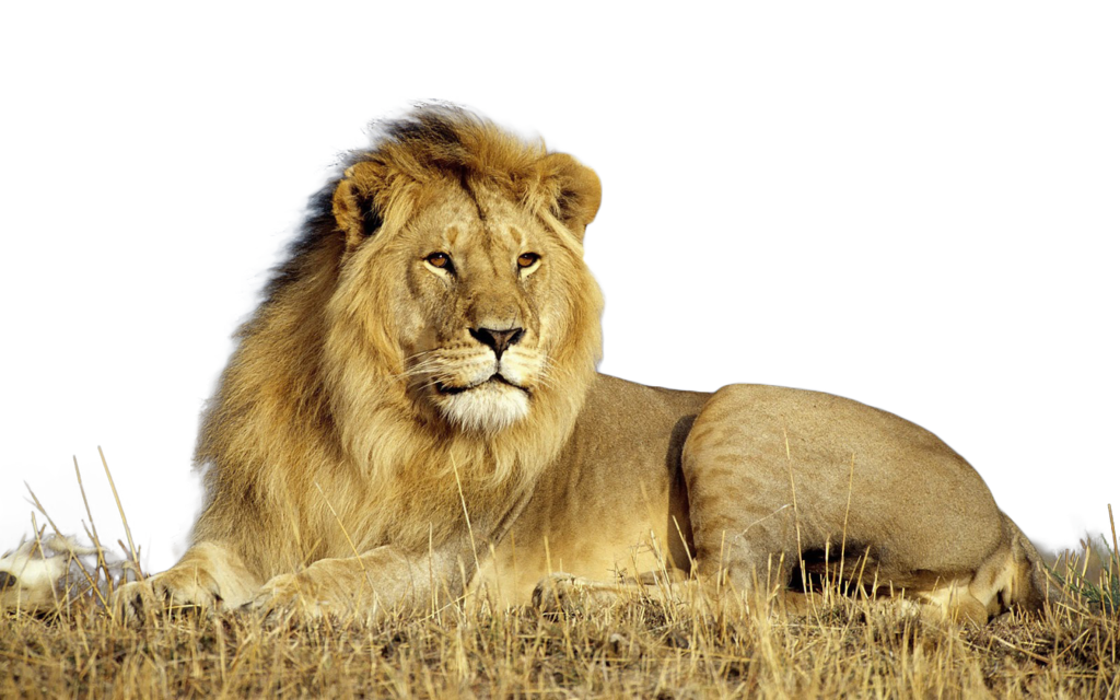 Lion PNG Photo