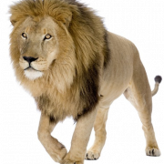 Lion PNG PIC -achtergrond