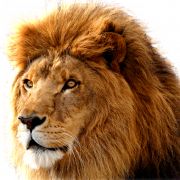 Lion Transparent