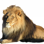 Fundo transparente de leão