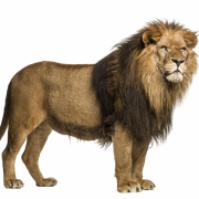 Lion Transparant -bestand