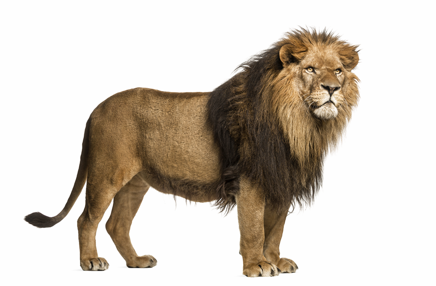 Lion Transparent File