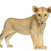 Lion transparent libre PNG