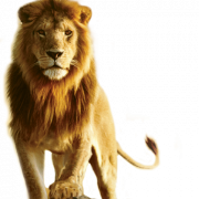 Immagine trasparente di leone