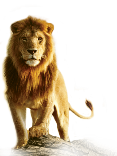 Lion Transparent Image