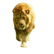 Lion transparante beelden