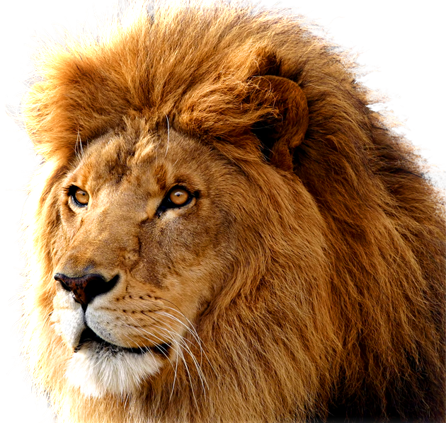 Lion Transparent