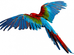 Macaw Scarica PNG