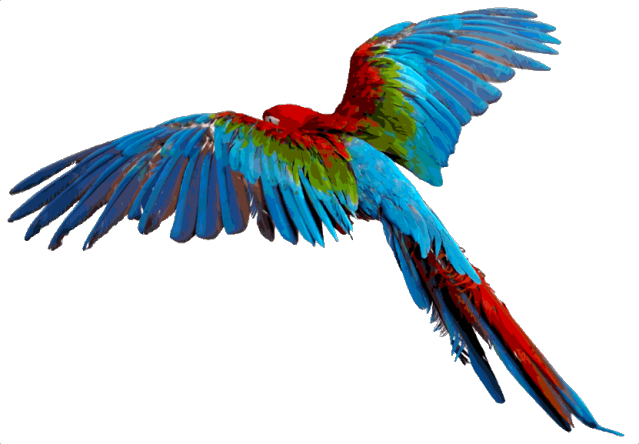 Macaw Download PNG
