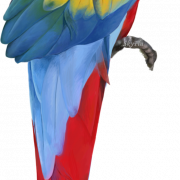 macaw ดาวน์โหลดฟรี png