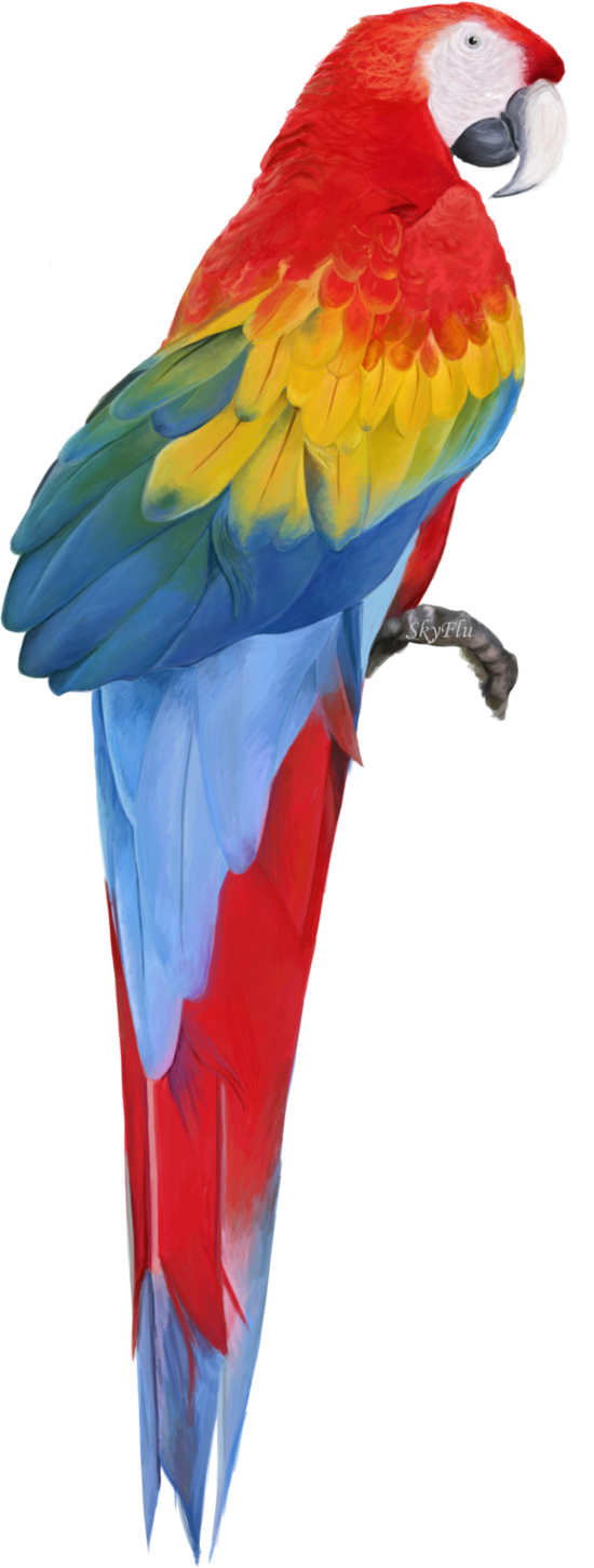 Download gratuito di macaw png