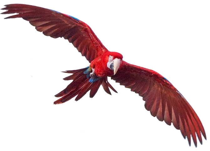 Immagine PNG gratuita macaw