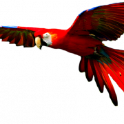 PNG berkualitas tinggi Macaw