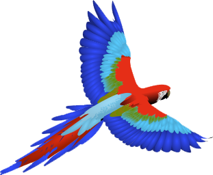 Clipart png di macaw
