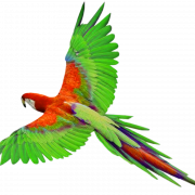 Macaw PNG -Datei