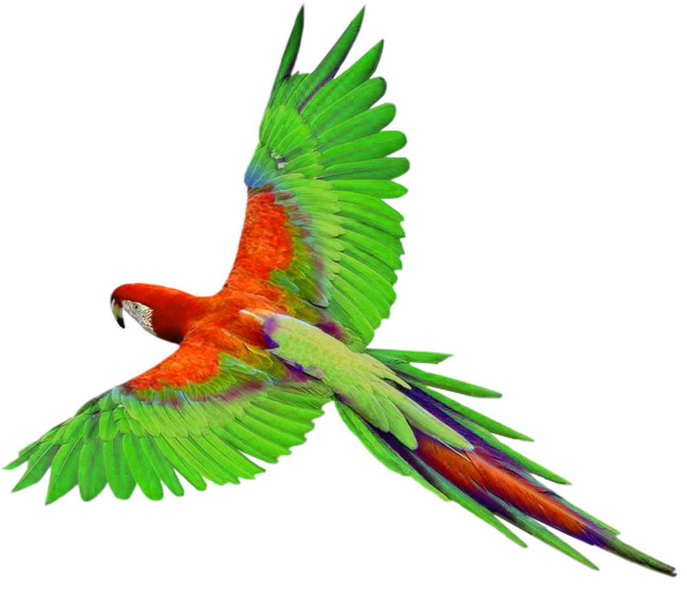 Macaw PNG File