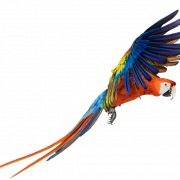 Macaw PNG الموافقة المسبقة عن علم