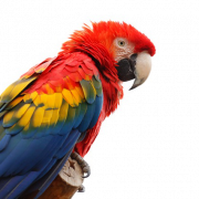 Macaw PNG resmi