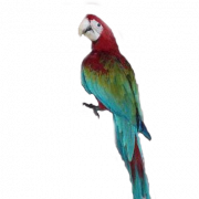 Macaw Transparan