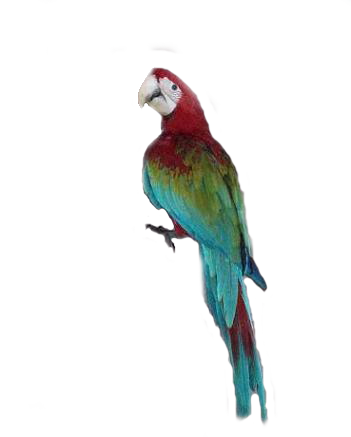 Macaw trasparente