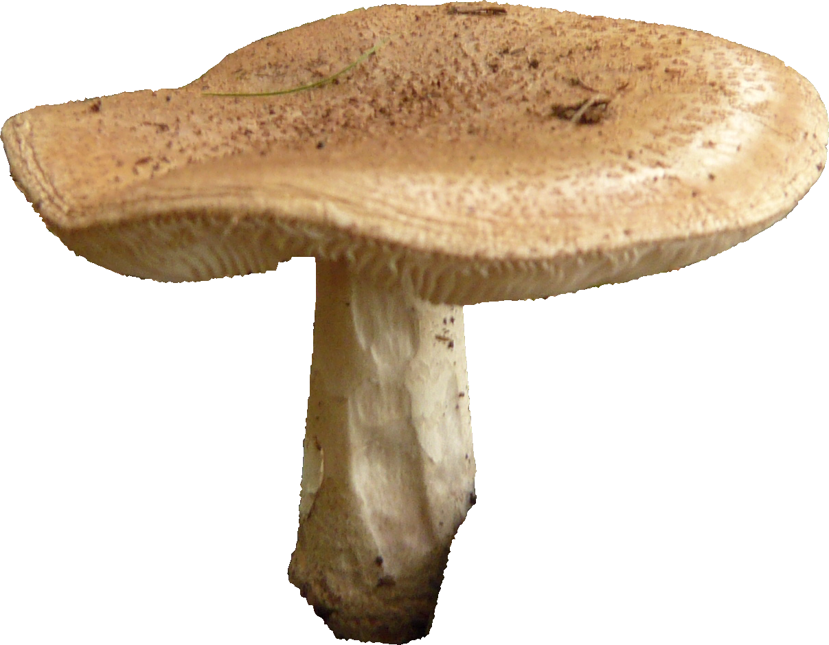 Immagine PNG gratuita di funghi