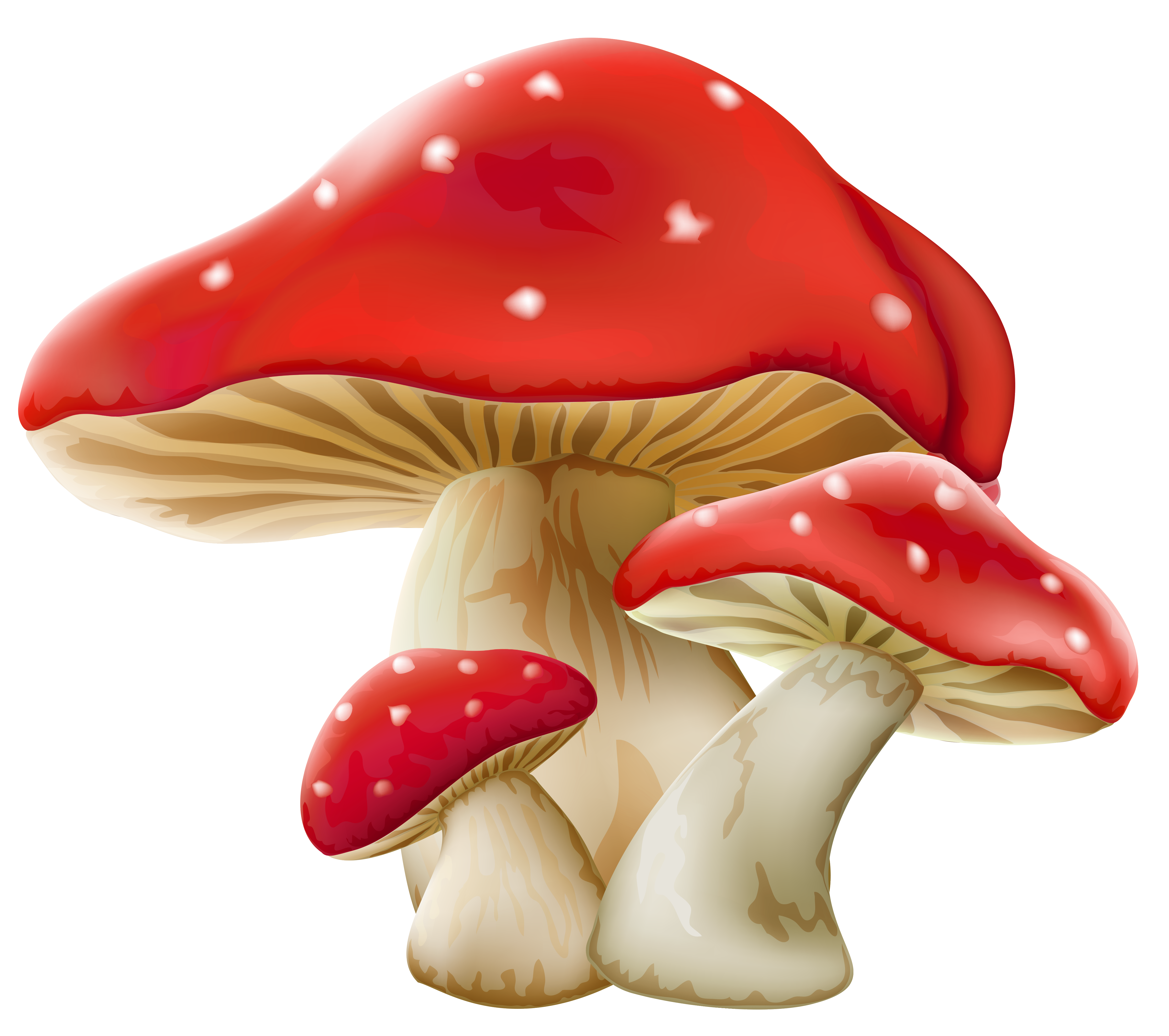Immagine PNG di funghi