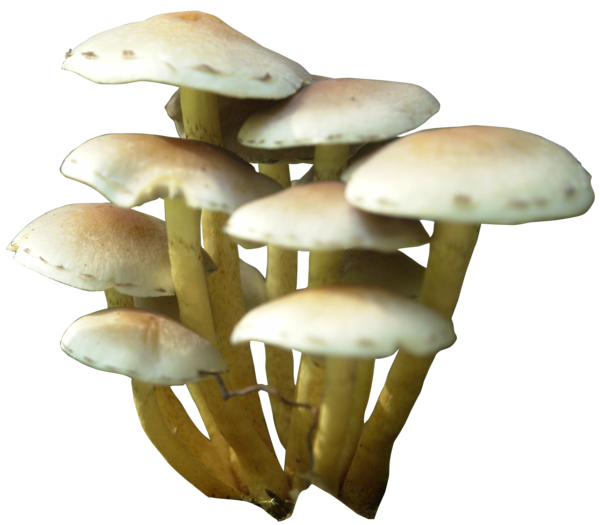 PNG di funghi