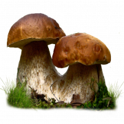 Mushroom Transparent