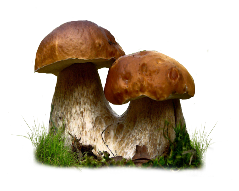 Transparente de cogumelos