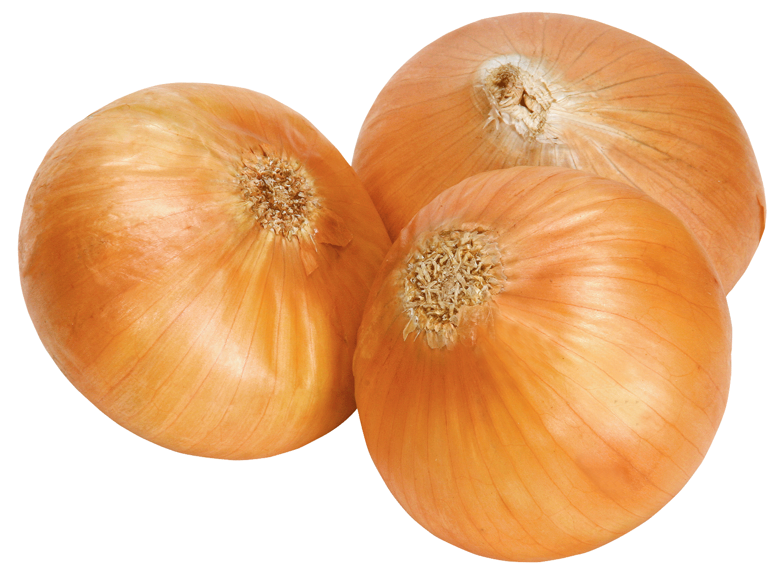 Onion Free Download PNG
