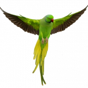 I -download ang Parrot Png