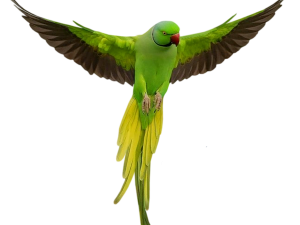 Parrot Download PNG
