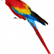 Parrot Free PNG Image