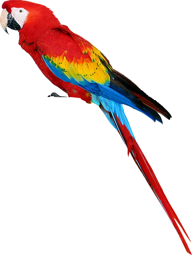 Parrot Free PNG Image