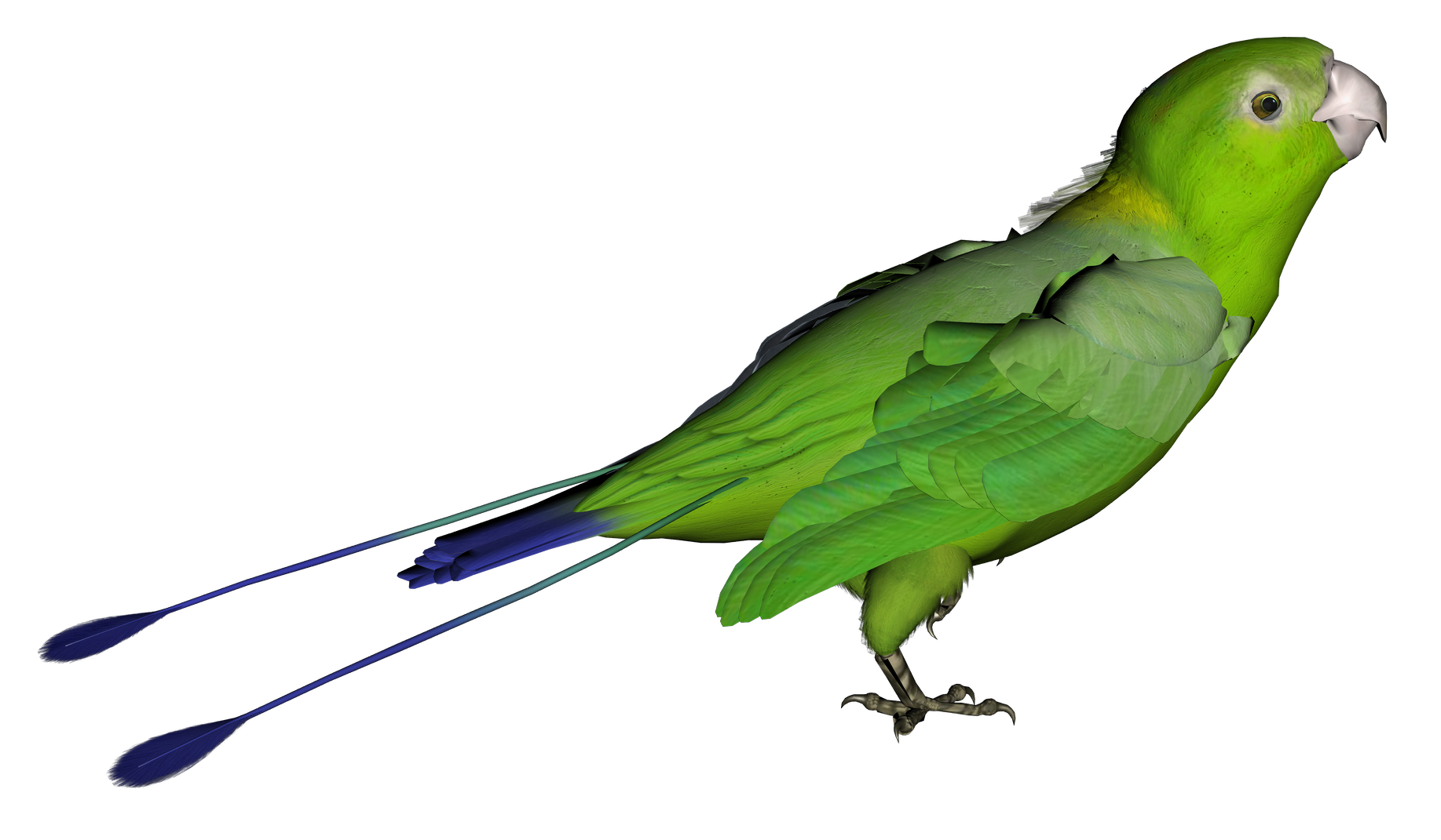 Parrot PNG Clipart