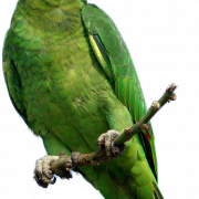 Parrot PNG File